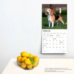 StarGifts 2024 Wall Calendar 12"x12" The Beauty Of Beagles 5 StarGifts 2024 Wall Calendar 12"x12" The Beauty Of Beagles -Stationery Sphere Outlet Store GUEST 2cbd4bdc 96da 4c90 9505 d5719357594e