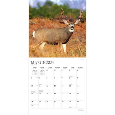 StarGifts 2024 Wall Calendar 12"x12" Giant Bucks 2 StarGifts 2024 Wall Calendar 12"x12" Giant Bucks - Image 2