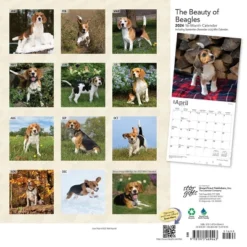 StarGifts 2024 Wall Calendar 12"x12" The Beauty Of Beagles
