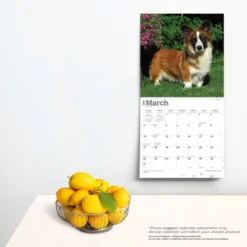Browntrout 2024 Wall Calendar 12"x12" Welsh Corgis Cardigan -Stationery Sphere Outlet Store GUEST 7a17f033 cce5 4d73 978f 38cfd950bba2