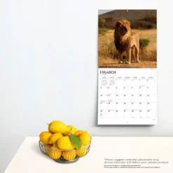 Browntrout 2024 Wall Calendar 12"x12" Lions -Stationery Sphere Outlet Store GUEST a0ecf548 8cb6 4e98 a711 8f81586b7ced