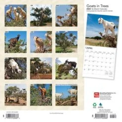 Browntrout 2024 Wall Calendar 12"x12" Goats In Trees