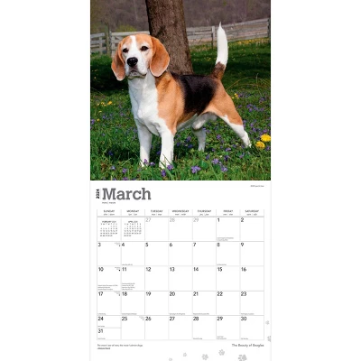 StarGifts 2024 Wall Calendar 12"x12" The Beauty Of Beagles 2 StarGifts 2024 Wall Calendar 12"x12" The Beauty Of Beagles - Image 2