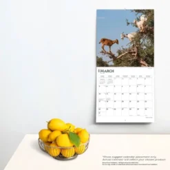 Browntrout 2024 Wall Calendar 12"x12" Goats In Trees -Stationery Sphere Outlet Store GUEST d4a3cd9c bd55 41c5 839e edf3cb4b3ada
