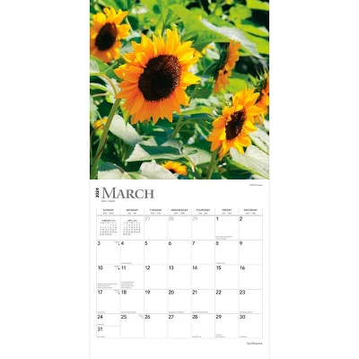 Browntrout 2024 Wall Calendar 12"x12" Sunflowers 2 Browntrout 2024 Wall Calendar 12"x12" Sunflowers - Image 2