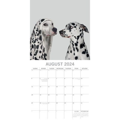 The Gifted Stationery 2024 Square Wall Calendar, Dogs As Animals, 16-Month Humor Theme With 180 Reminder Stickers (12 X 12 In) 2 The Gifted Stationery 2024 Square Wall Calendar, Dogs As Animals, 16-Month Humor Theme With 180 Reminder Stickers (12 X 12 In) - Image 2